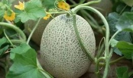 网红直播吃哈密瓜的是谁,揭秘哈密瓜美食之旅