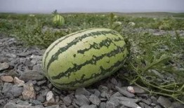 1元吃网红瓜,网红瓜盛宴来袭！