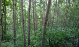 爆料保定小树林案件最新,揭秘背后惊人真相与警方调查进展