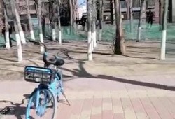 爆料保定小树林案件最新,揭秘背后惊人真相与警方调查进展