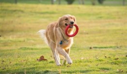 一个狗狗最新爆料视频播放,揭秘宠物界的秘密生活