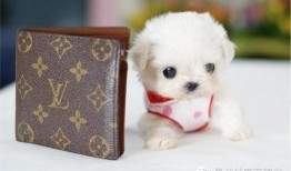 娱乐狗子10月爆料新闻