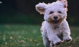 宠物小视频在线观看,在线观看宠物小视频，欢乐无限