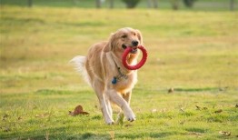 柯基最新爆料视频大全集,视频大全集精彩瞬间回顾