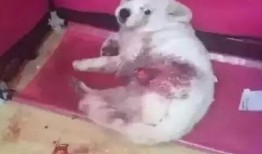 一个狗狗最新爆料视频播放,揭秘宠物界的秘密生活